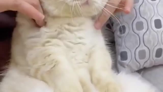 Cute Cat Cute Pets Funny Animals Compilation shorts