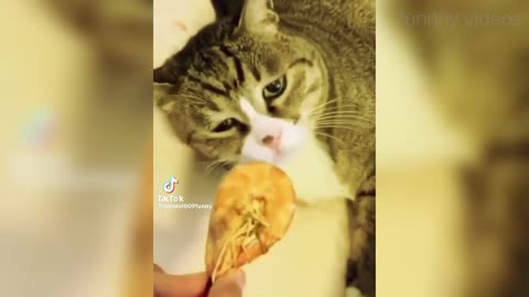 #Cat funny video 001