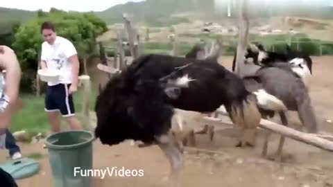 Funny animal vids