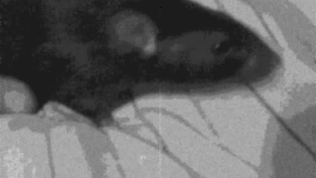 Heja Heja - Mehdi Dulaku