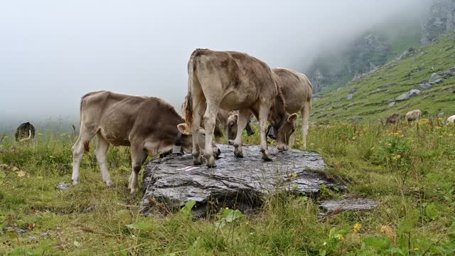 Keluarga sapi