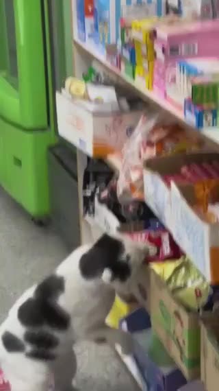 Cat Steals Food in Convenience Store | Try Not Laugh