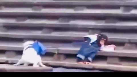 Funny animal video We sincerely hope you enjoy it; please follow us if youm 