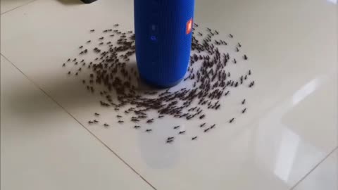 ANTS REACTING TO AC/DC