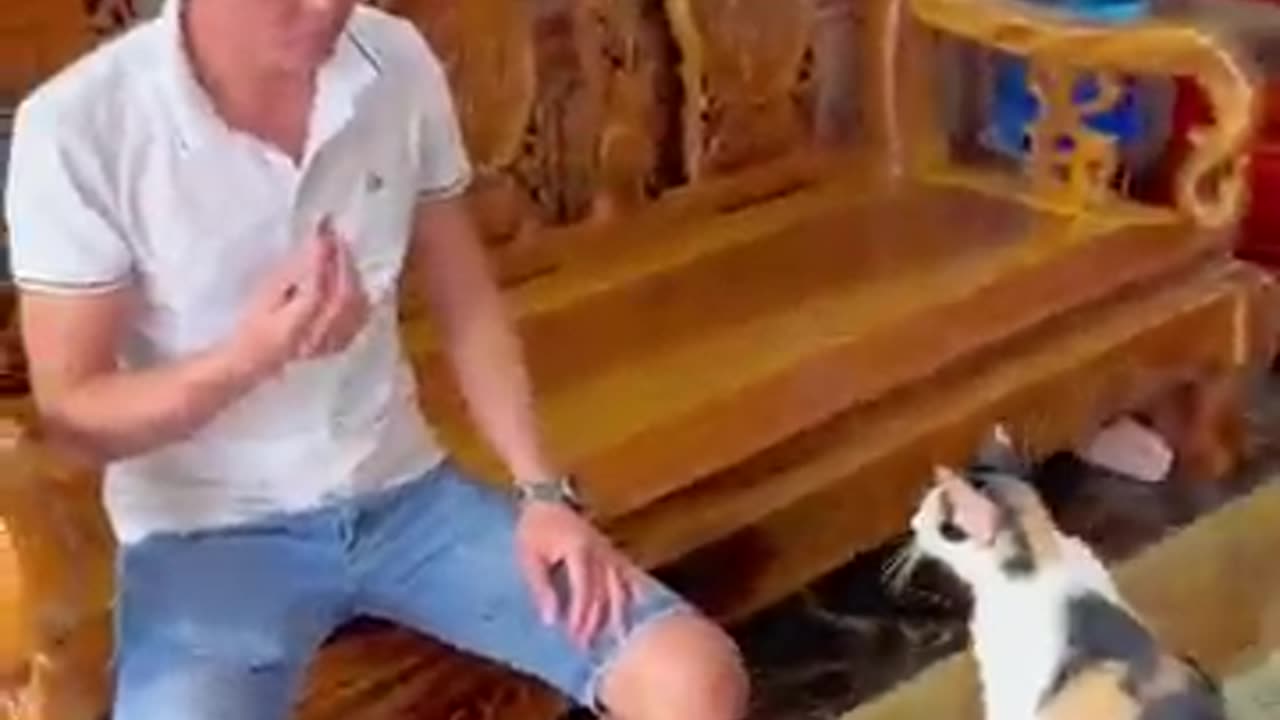Cat savs short video