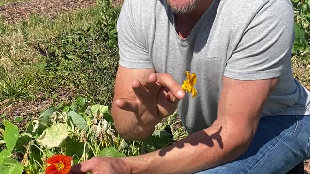 Nasturtium Flowers!