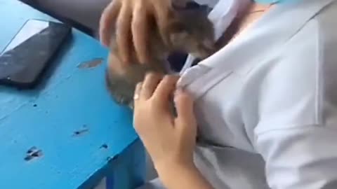 Lucky Kitten