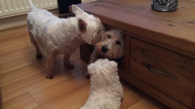 Trio of Terriers attempt to squeeze into tight spot