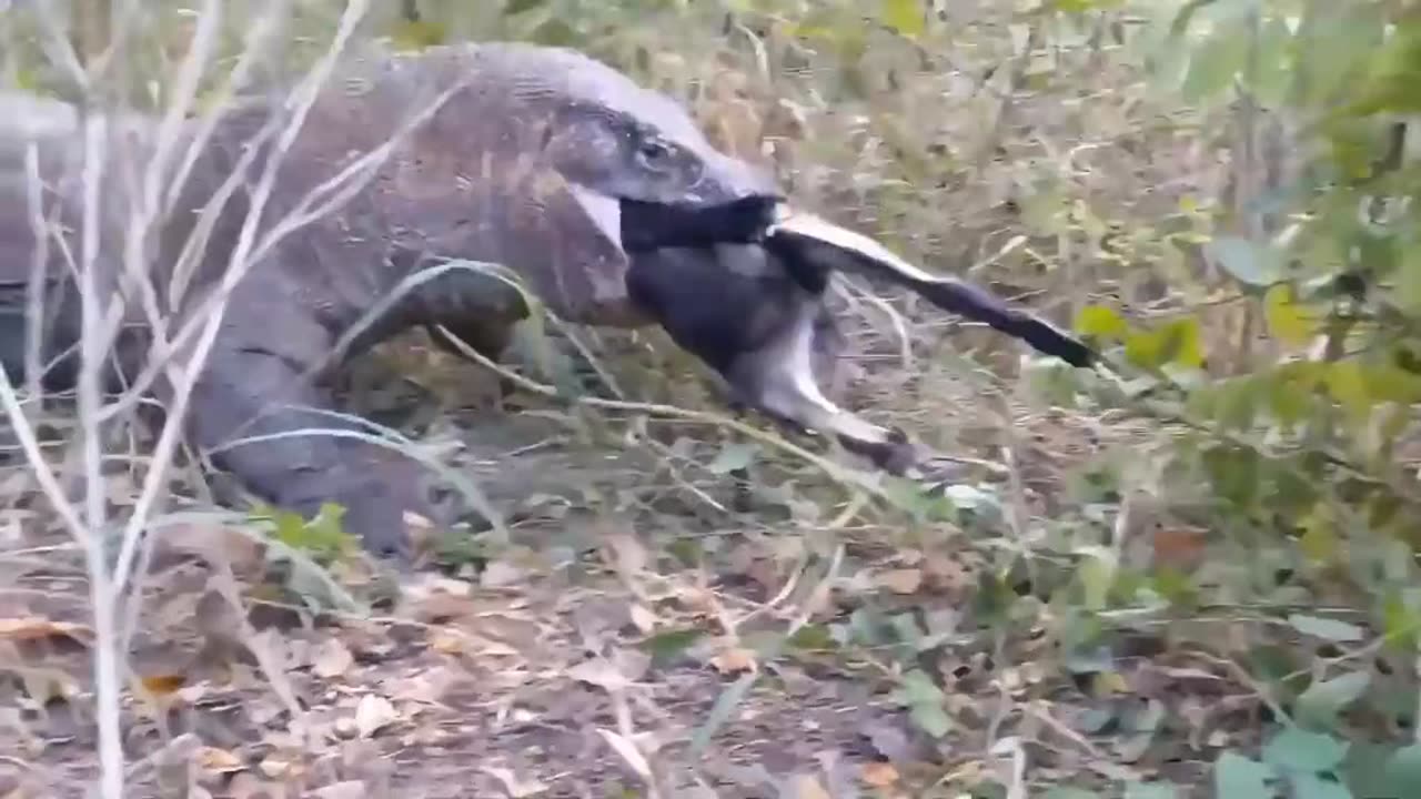 Animals Fight ..must Watch