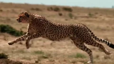 ⚡😲⚡ Top 3 FASTEST Animals in The World!