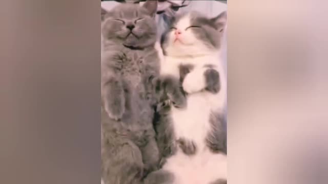 Funny_dog_video_and_cat_funny_video_ever_awesum