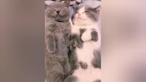 Funny_dog_video_and_cat_funny_video_ever_awesum