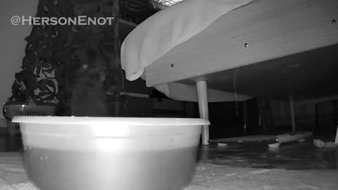 🦝 Do you know why I became a scout