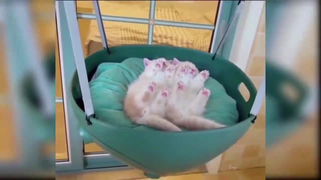 Funny Animal Videos #77