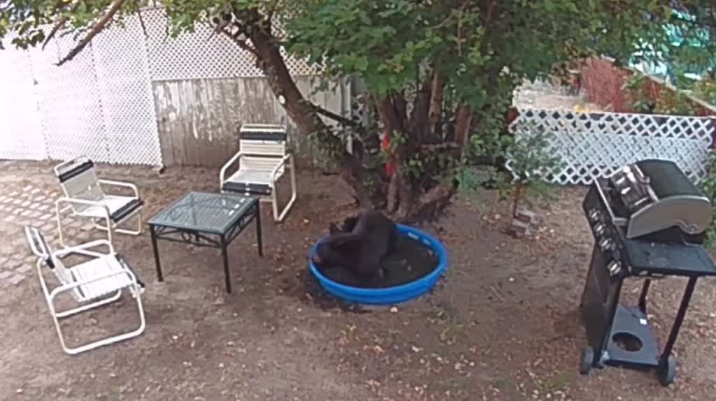 Bear Keeps Cool in Pool