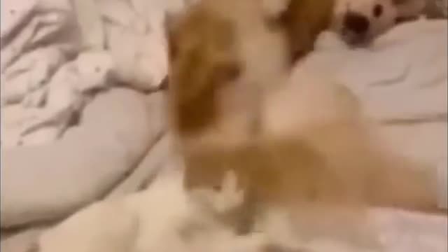 Dog and cat funny moment