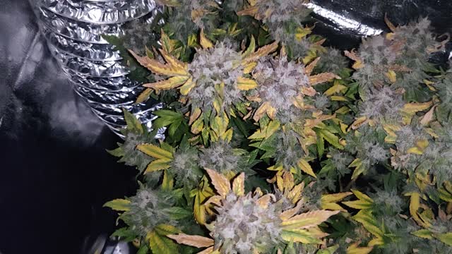 Day 62 Flower Harvest Day 1-Strawberry (Clone), 3-GG4/Strawberry (Clone)