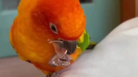 What Makes Cockatoo So Special 😍❤