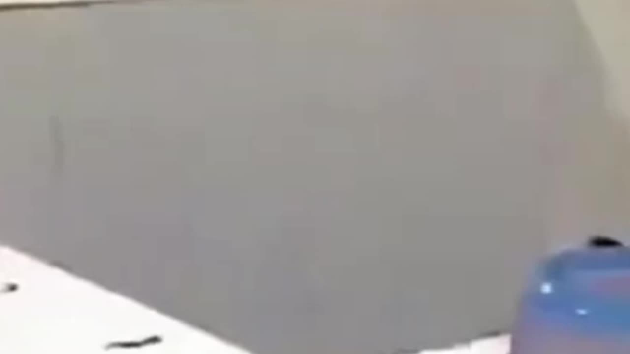 Cat and Dog Playing Funny