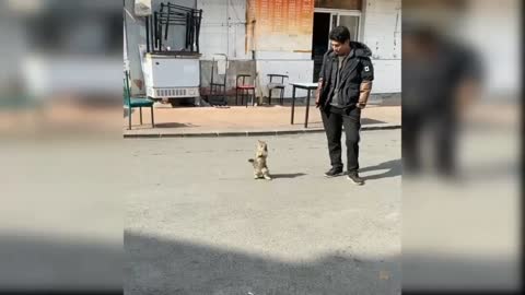 New cute cat funny videos 2023 | #viral baby pets