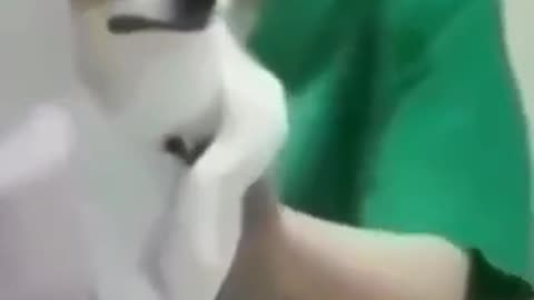 Animals reaction towards injection