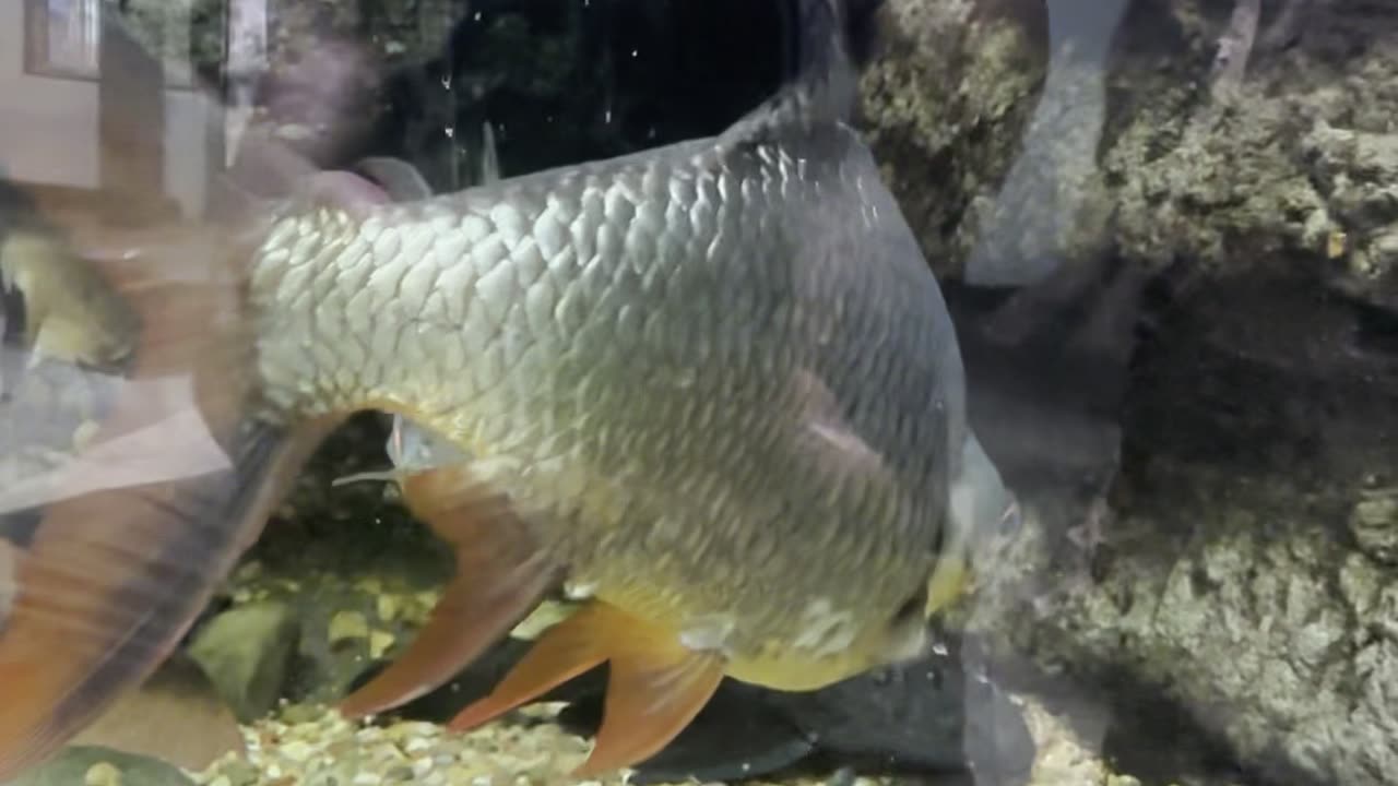 Houston Zoo with Rock Mercury