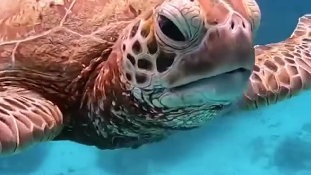 Sea turtles eating their favorite food