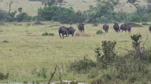 Lions Hunting