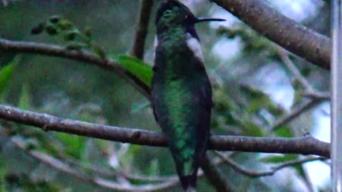 Hummingbird