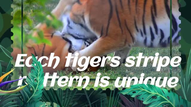 unbelievable facts about tigers😁✔✔✔✔😁