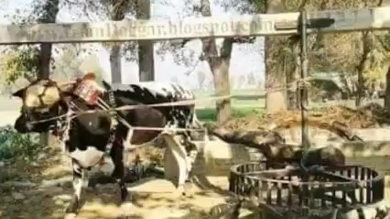 old is gold ,the most watched classical video