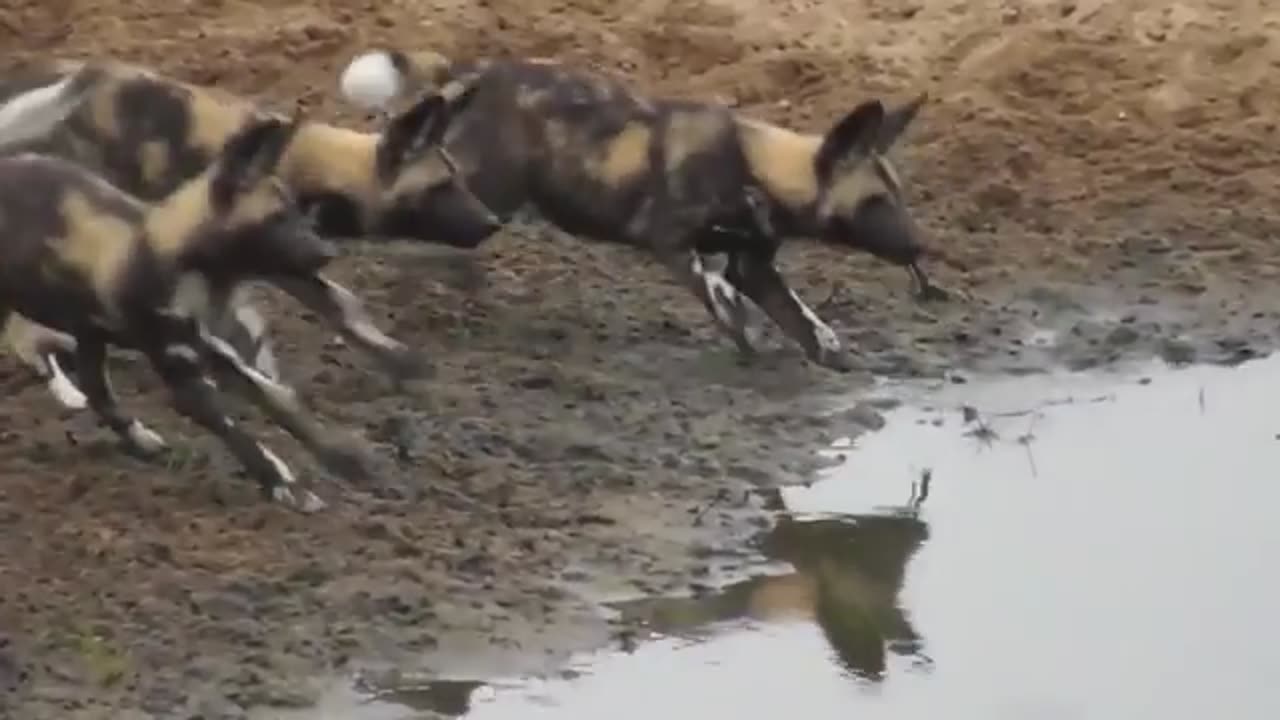 Animals seeing own reflection