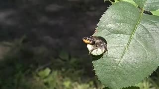 Leafcutter Bee Caught on Camera