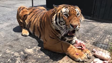 Alcyone, A Siberian Tiger, Growling At A Caretaker (Not At Me)