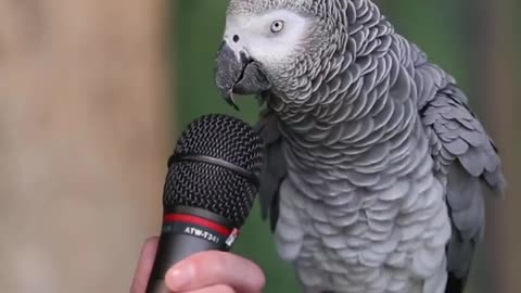 Talking parrot