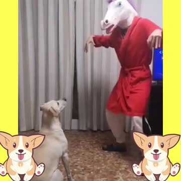 Cachorro brincando com dono/Dog playing with owner