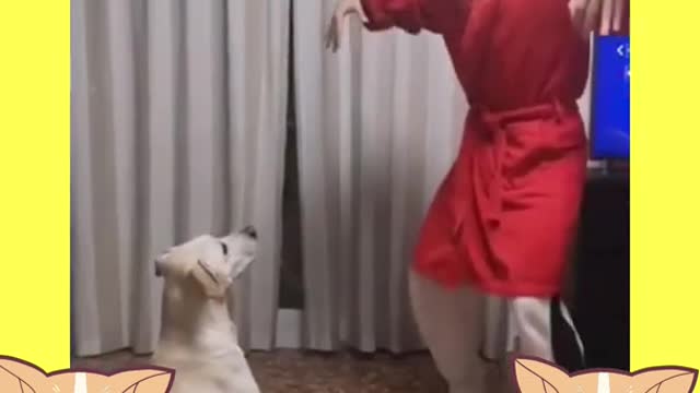 Cachorro brincando com dono/Dog playing with owner
