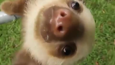Strange Sloths #shorts #viral #shortsvideo #video