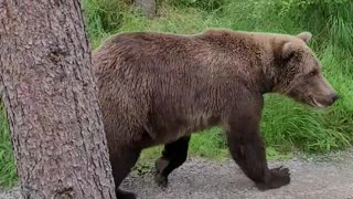 Hiker Has Close Encounter With a Bear