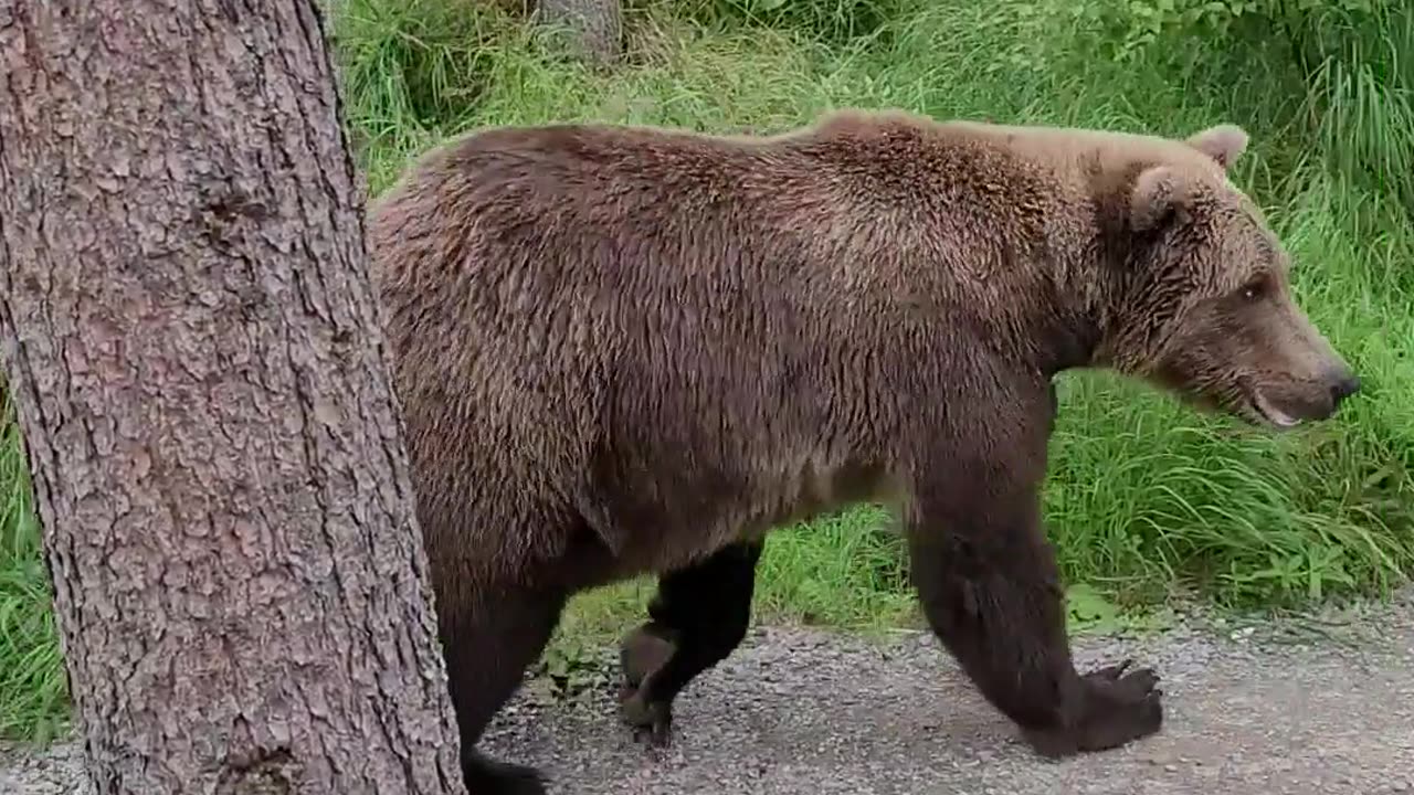 Hiker Has Close Encounter With a Bear