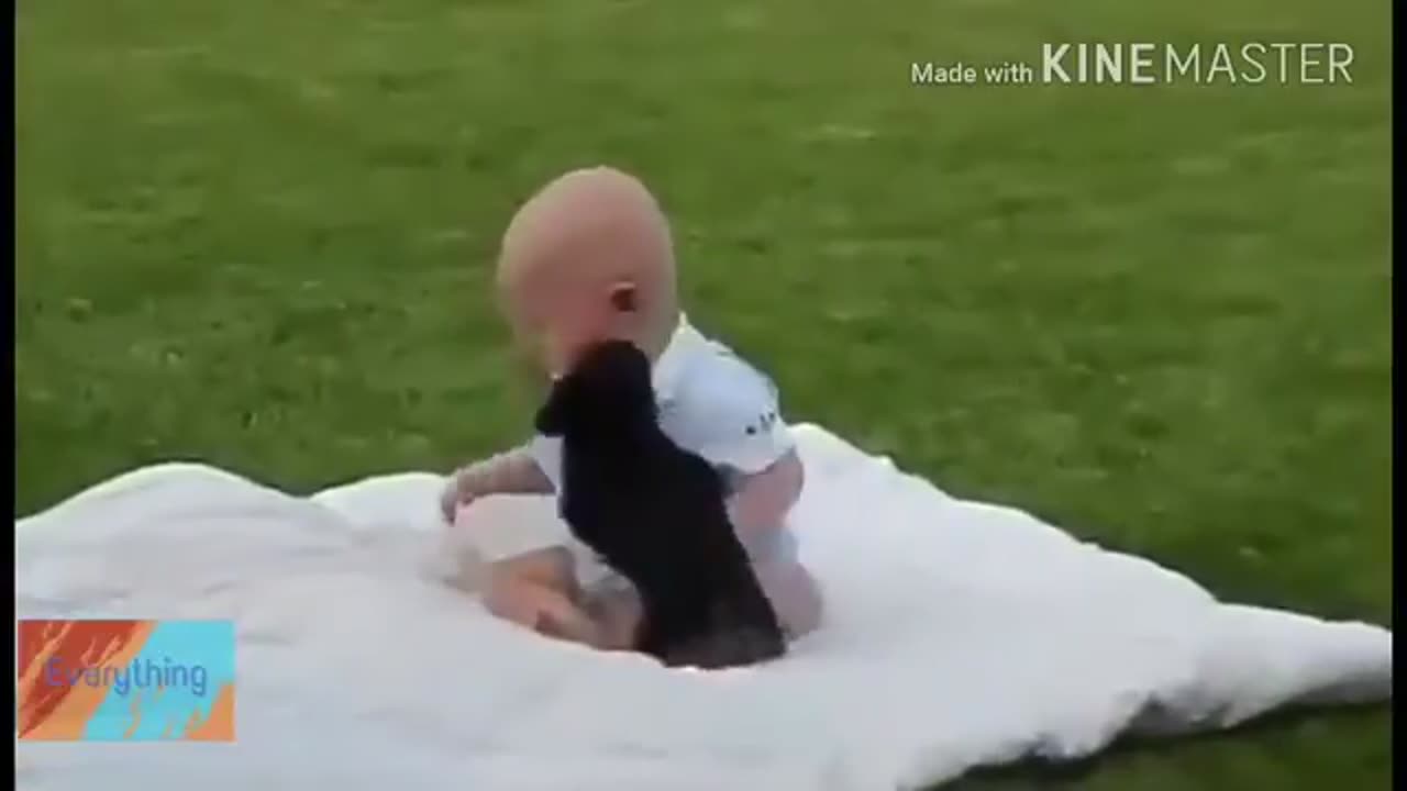 Fight- dog and baby funny video