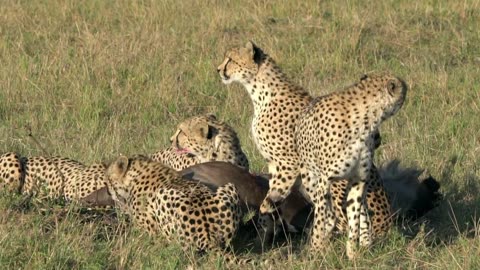 A Cheetah Hunting Animals