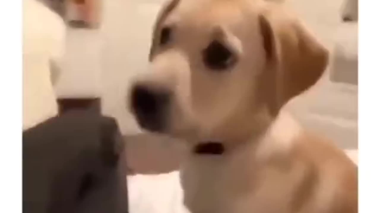 #Funny Animal