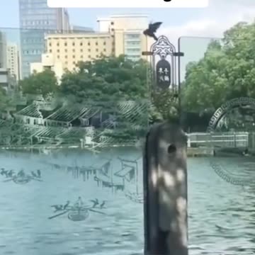 Pets and Chinese KungFu