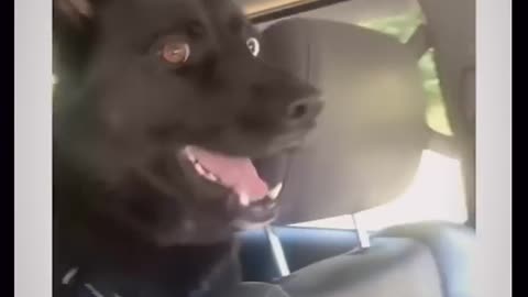Try Not To Laugh Challenge The best and funniest pets in the world cute