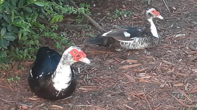 Ducks Resting At Home