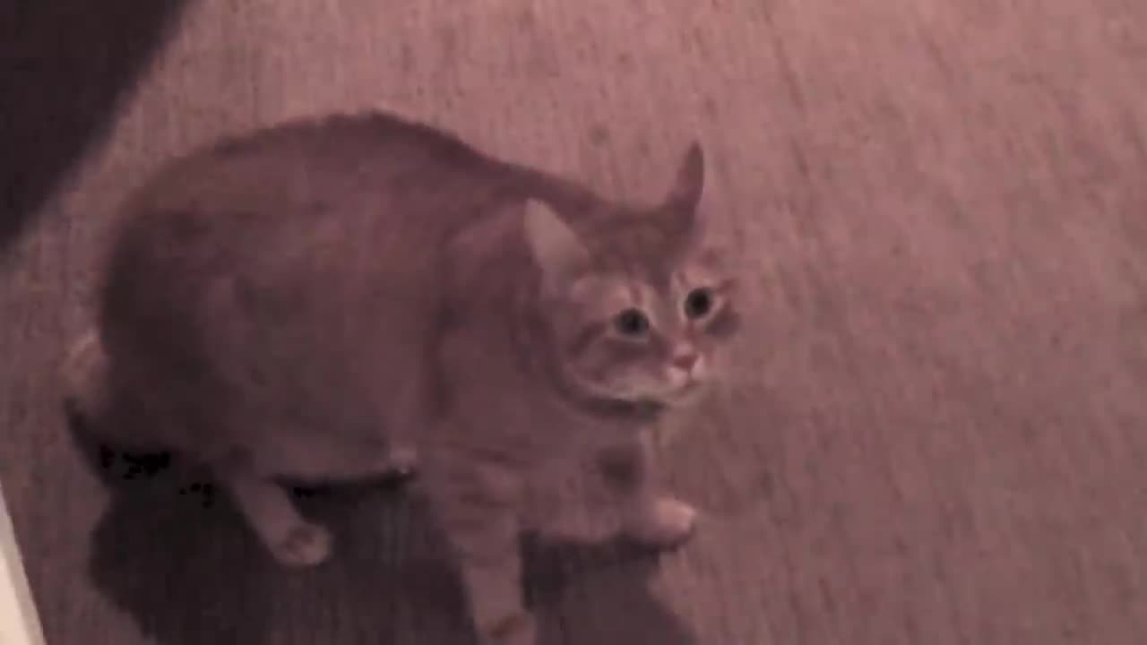 The cat meows the house down when it sees the neighbor's cat adversary at the front entrance.