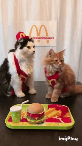 Cute McDonalds Cat Gif! 🥰💗🐈
