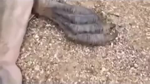 WHAT IS THIS? DRAGON? DINOSAUR? OR DEFORMED FISH OF SOME SORT