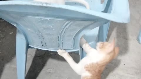 Beautiful cat fight 🙂🙂#rumble